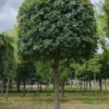 Veldesdoorn | Bijenkorfvorm op stam