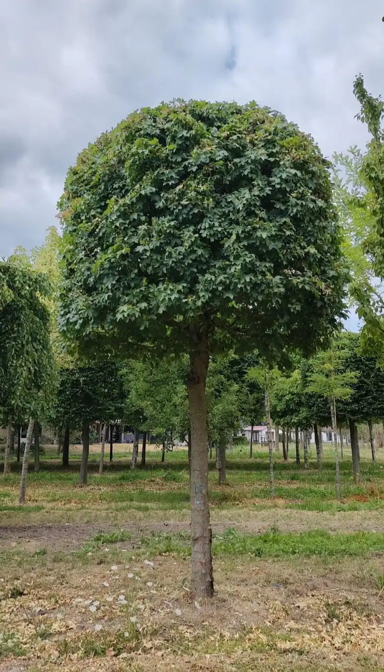 Veldesdoorn | Bijenkorfvorm op stam