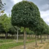 Veldesdoorn | Bijenkorfvorm op stam
