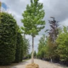 Amberboom | Hoogstam