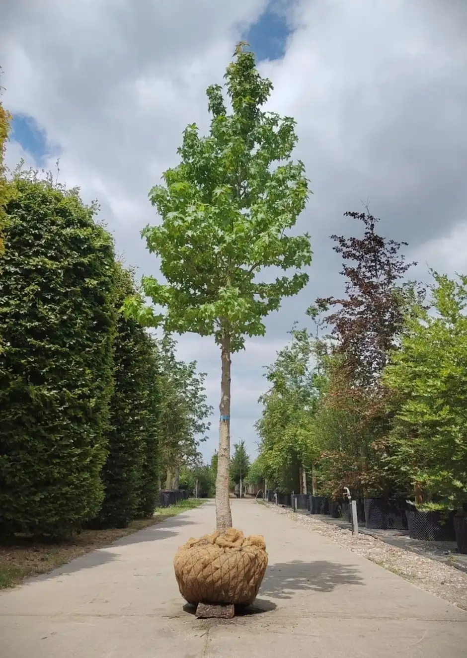 Amberboom | Hoogstam