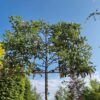 Appelboom ‘Elstar’ | Leivorm