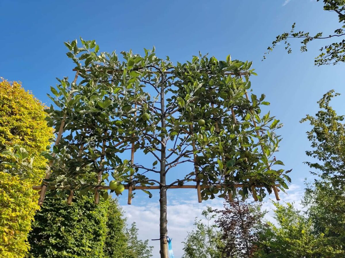 Appelboom ‘Elstar’ | Leivorm
