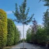 Appelboom 'Goudreinet' | Hoogstam