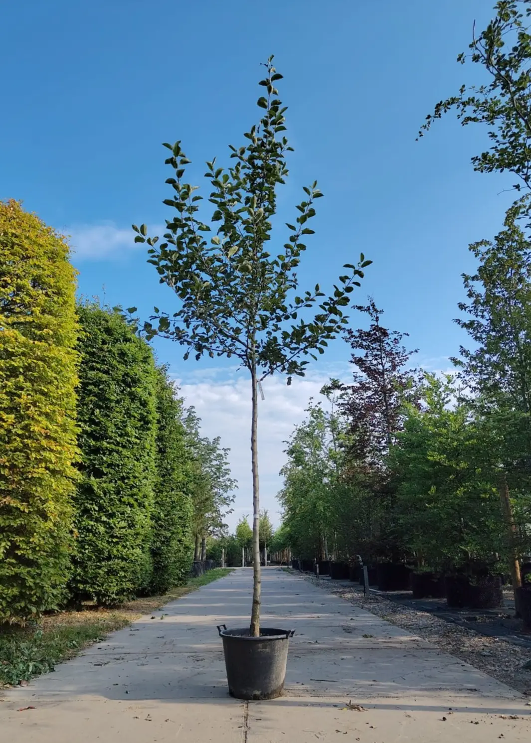 Appelboom 'Goudreinet' | Hoogstam