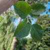 Appelboom Goudreinet | Hoogstam