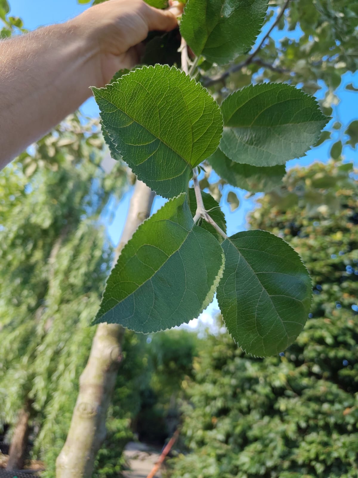 Appelboom Goudreinet | Hoogstam