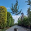 Appelboom Goudreinet | Hoogstam
