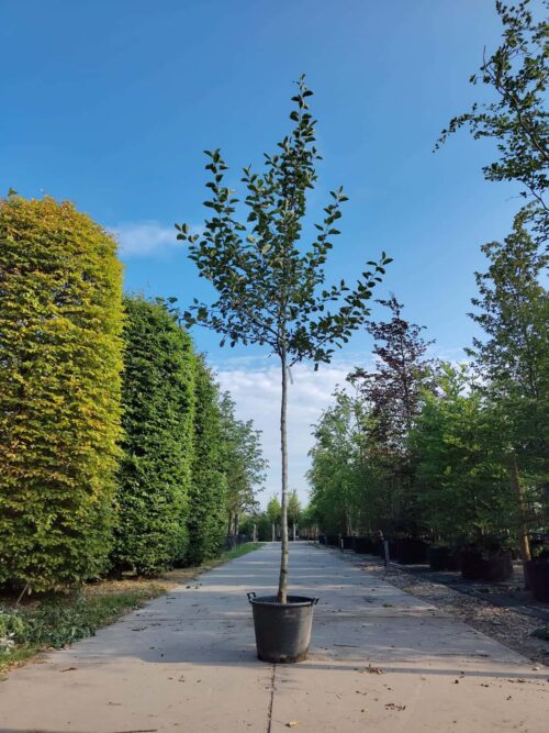 Appelboom Goudreinet | Hoogstam