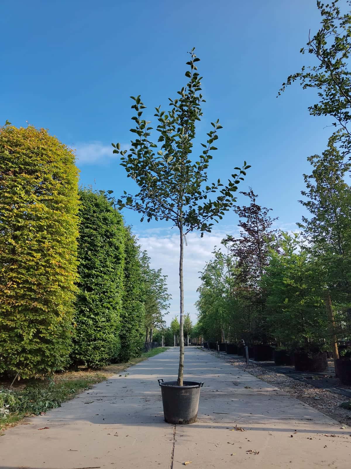 Appelboom Goudreinet | Hoogstam