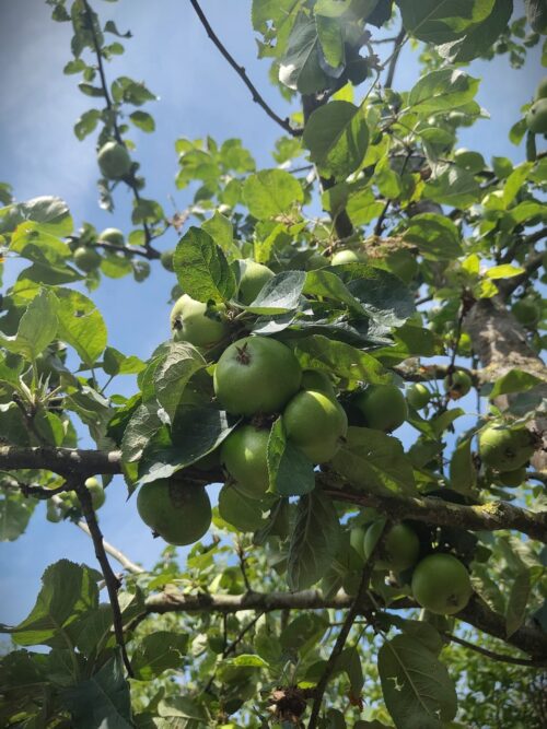 Appelboom ‘Gravensteiner’ catgeorie Appelboom 'James Grieve' | Hoogstam