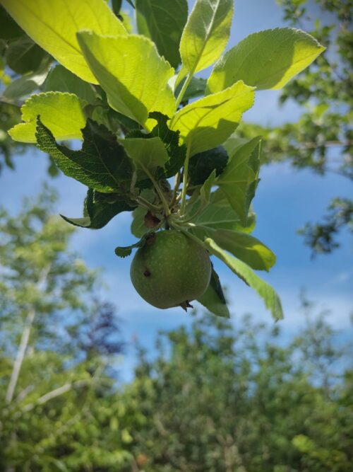 Appelboom ‘Jacques Lebel’ Appelboom 'James Grieve' | Hoogstam