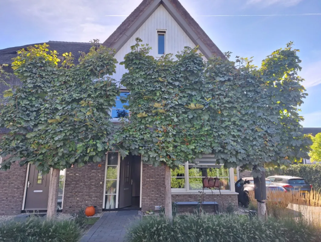 Project privétuin Blaricum: volwassen leikastanjes voor directe privacy en een sfeervolle voortuin