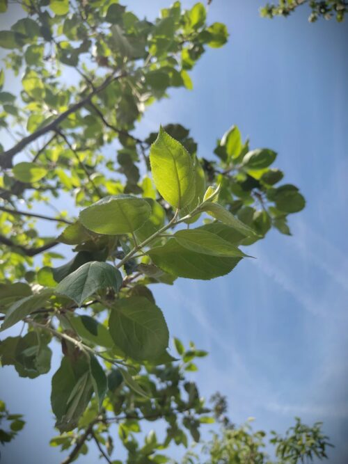 Categorie alkmene Appelboom 'James Grieve' | Hoogstam