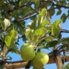 Appelboom ‘Elstar’ | Leivorm