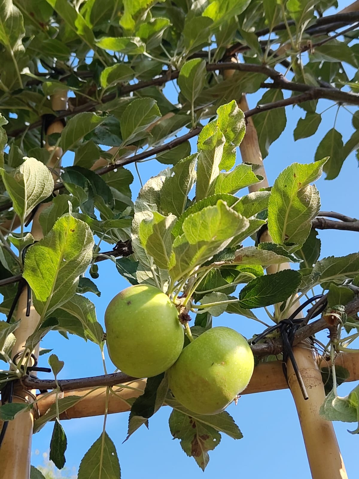 Appelboom ‘Elstar’ | Leivorm