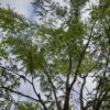 Valse christusdoorn | Meerstammig