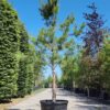 Grove den | Hoogstam