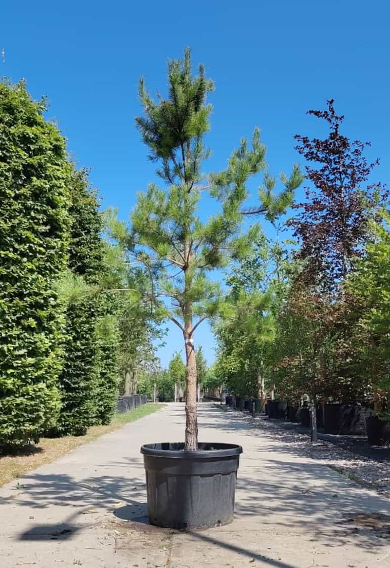 Grove den | Hoogstam