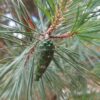 Grove den | Laagstam