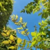 Lampionboom | Meerstammig