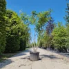 Lampionboom | Meerstammig