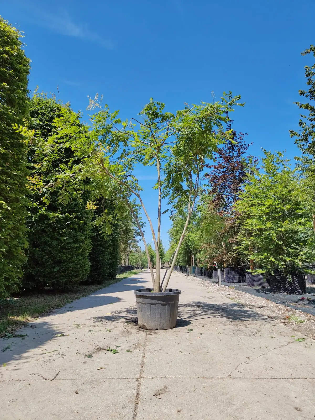 Lampionboom | Meerstammig