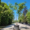 Lampionboom | Meerstammig