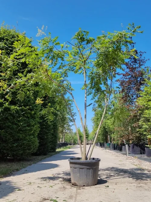 Lampionboom | Meerstammig