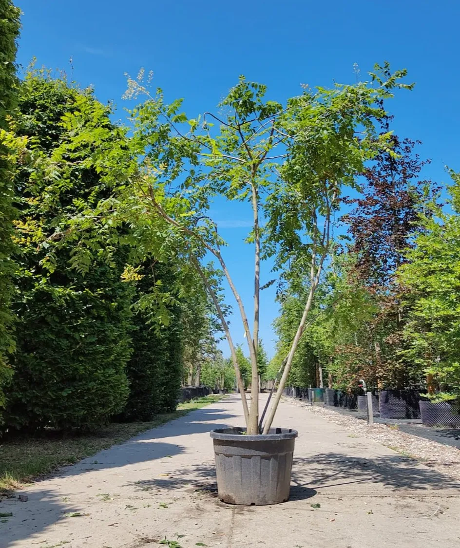 Lampionboom | Meerstammig