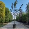 Appelboom ‘Elstar’ | Hoogstam