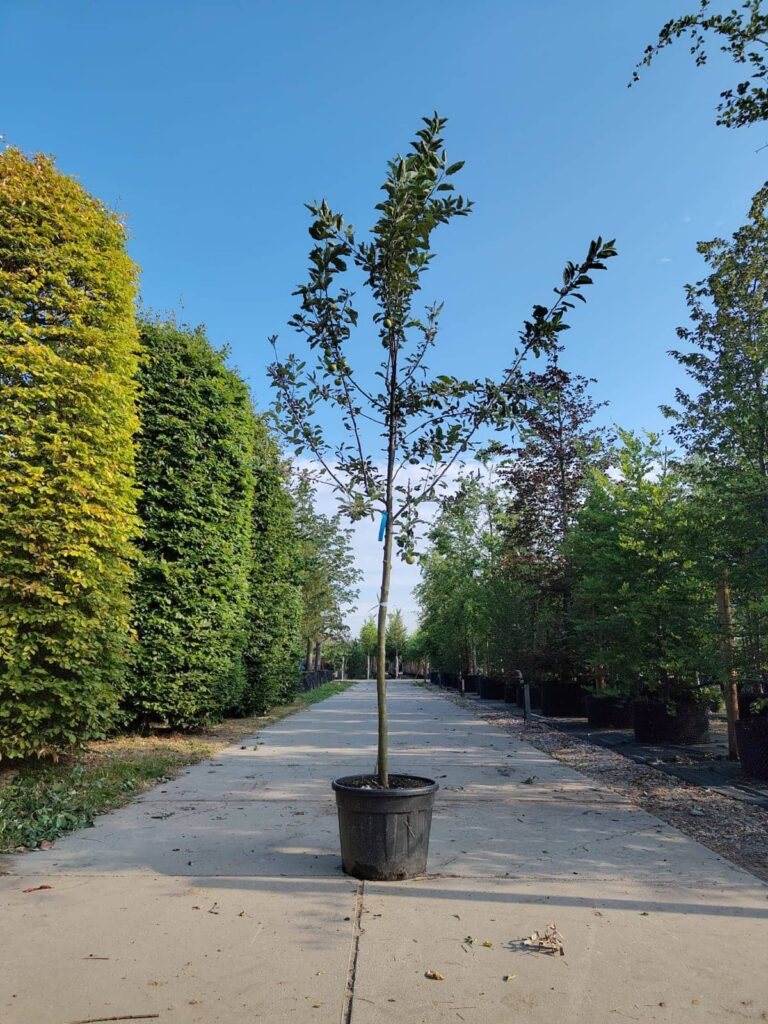 Appelboom ‘Elstar’ | Hoogstam
