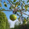 Appelboom ‘Elstar’ | Hoogstam