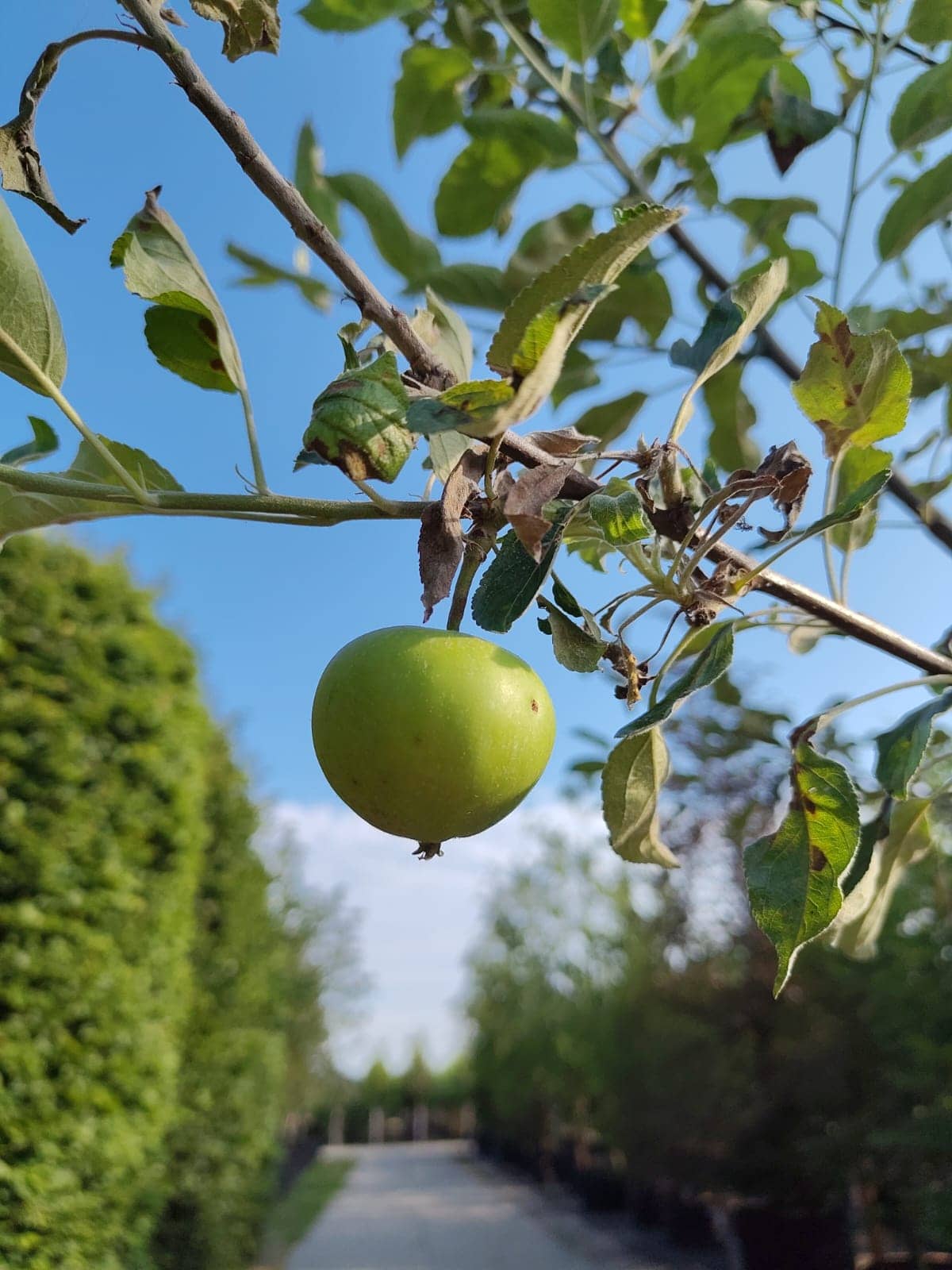 Appelboom ‘Elstar’ | Hoogstam