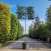 Appelboom ‘Elstar’ | Leivorm