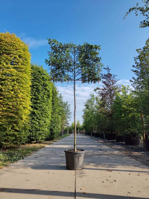 Appelboom ‘Elstar’ | Leivorm