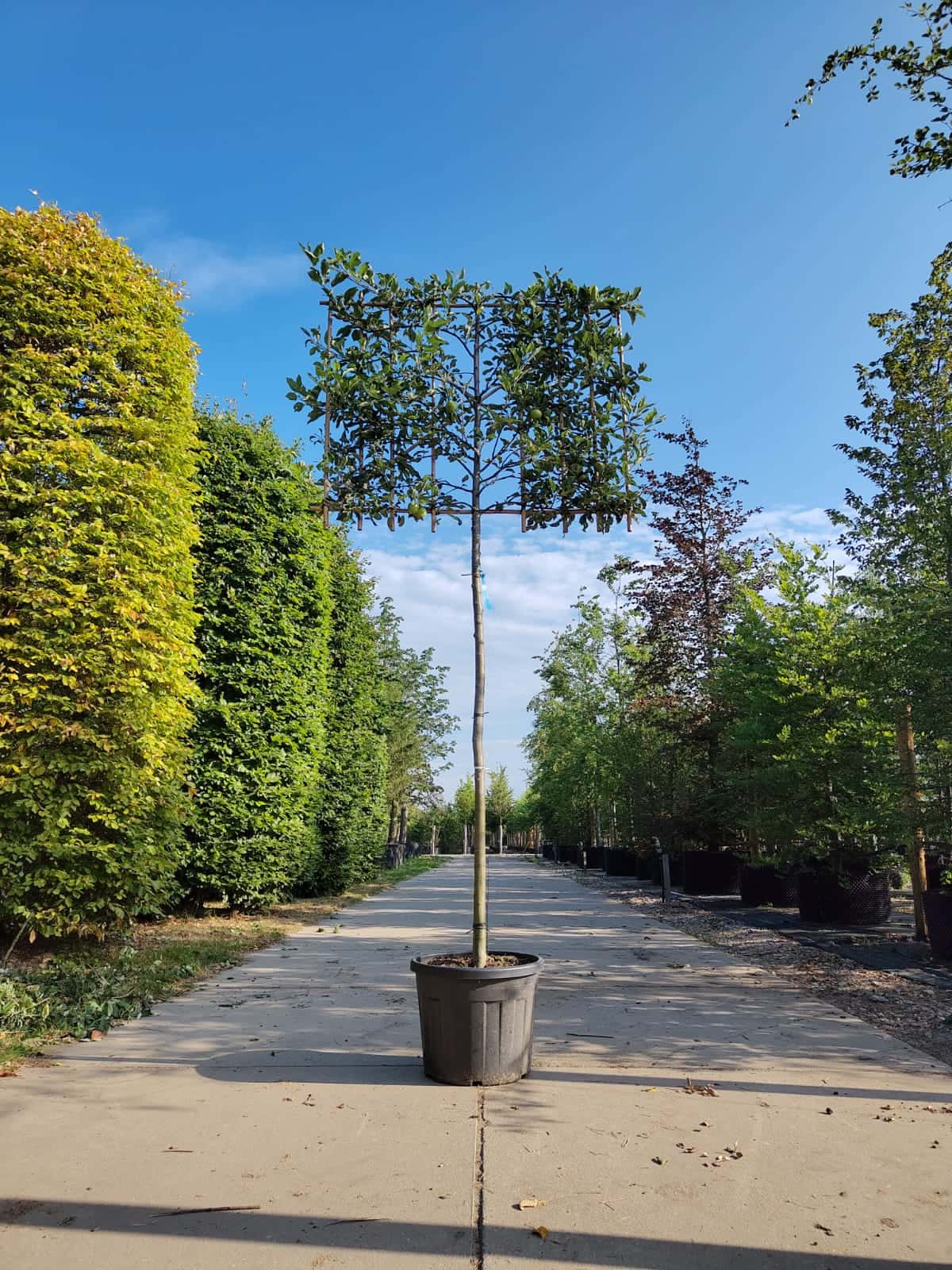 Appelboom ‘Elstar’ | Leivorm