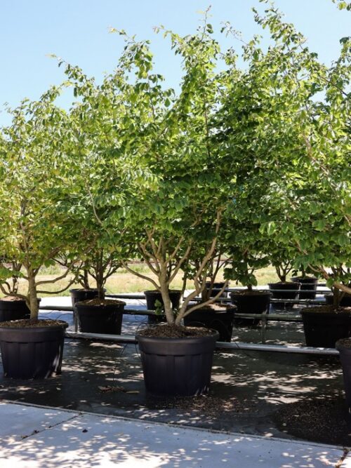 Parrotia-persica-300-350-MS-CONT Vaantjesboom | Meerstammig