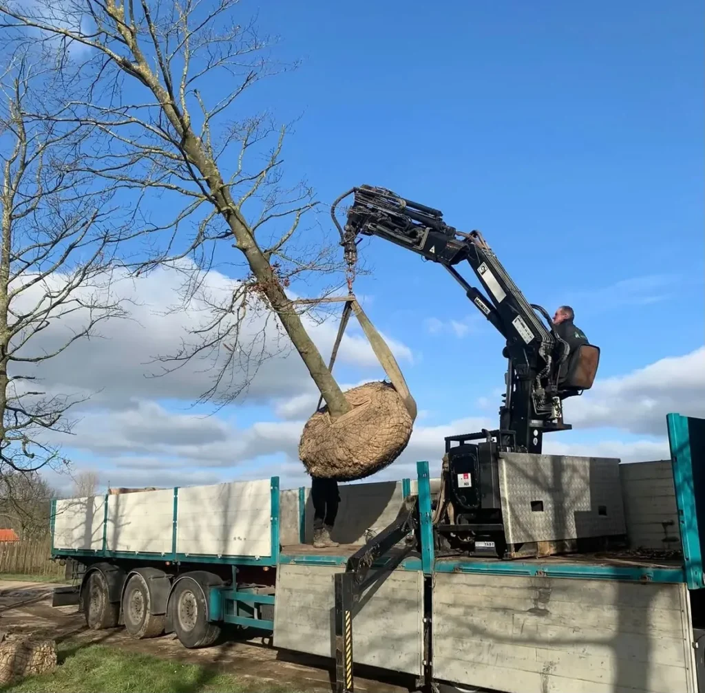 Project landschapstuin Haaksbergen: (jong) volwassen bomen voor een groen en natuurlijk tuinbeeld