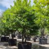 Laurierkers ‘Rotundifolia | Meerstammig