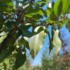 Portugese laurierkers | Hoogstam