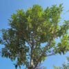 Portugese laurierkers | Hoogstam