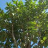 Portugese laurierkers | Hoogstam