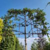 Sierappel | Leivorm