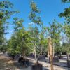 Walnotenboom | Laagstam