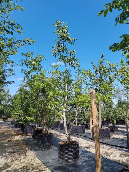 Walnotenboom laagstam 25-30 cm Walnotenboom | Laagstam