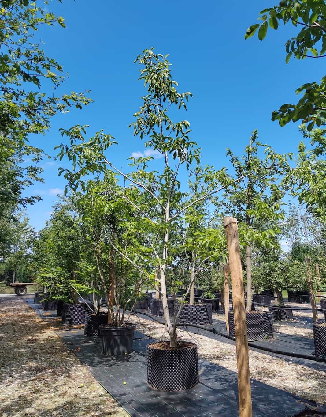 Walnotenboom | Laagstam