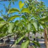 Walnotenboom | Laagstam
