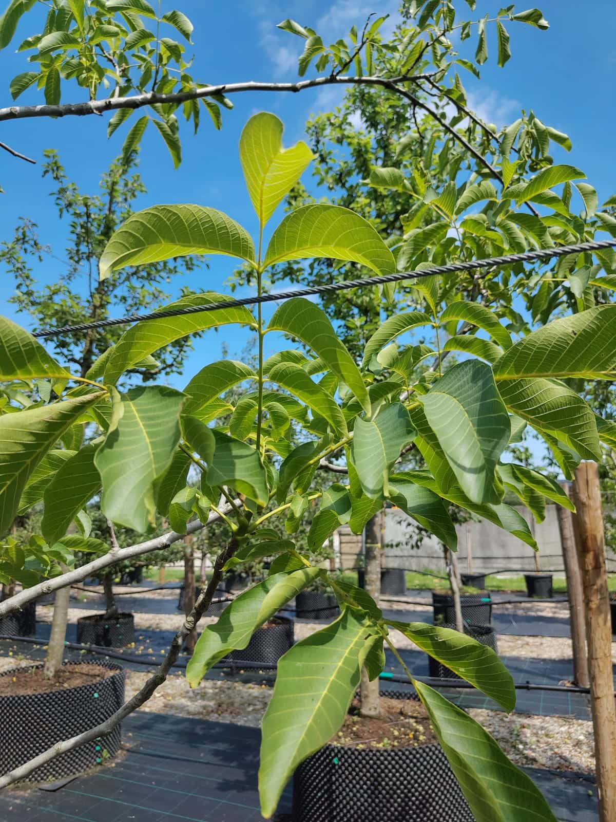 Walnotenboom | Laagstam
