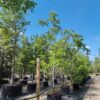 Walnotenboom | Laagstam